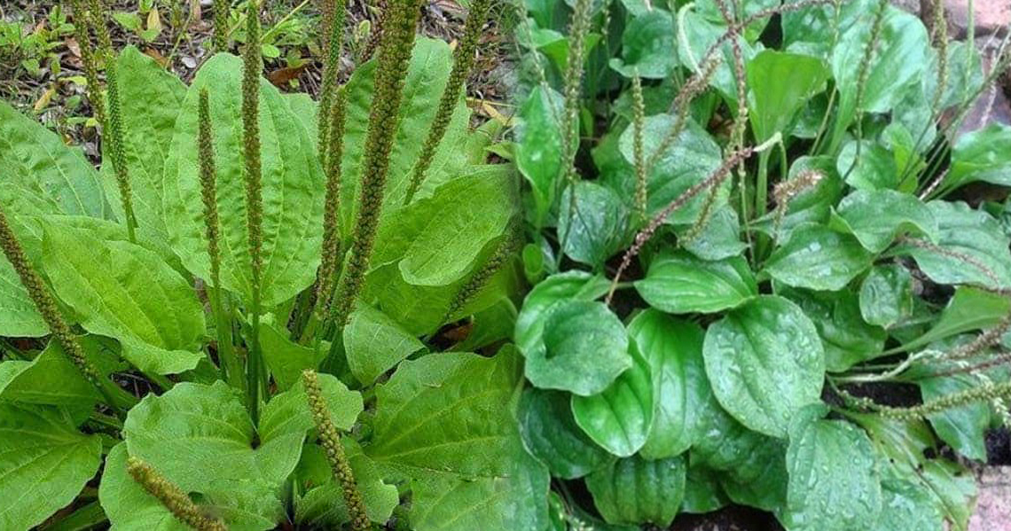 Chinese Plantain